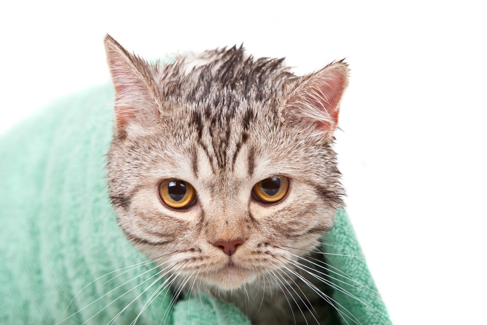 猫にお風呂が必要な時と嫌がる場合の対策