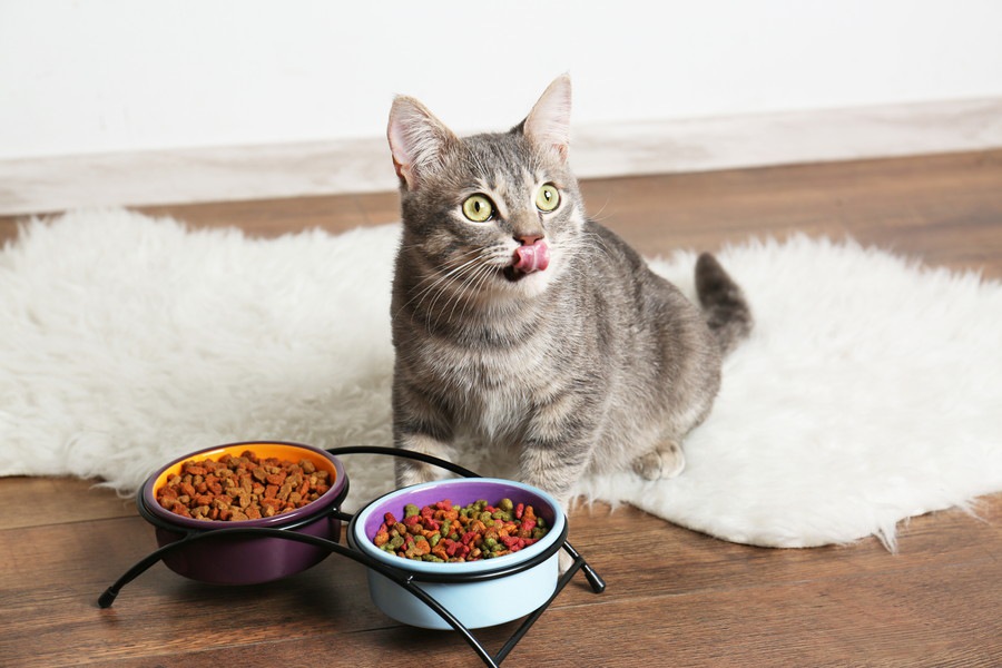 腎不全の猫におすすめの食事と3つの注意点