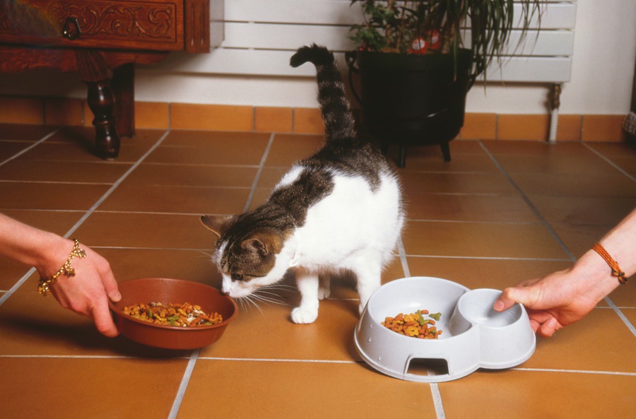 猫がご飯をすぐ食べないのはどうして？気持ちや対処法