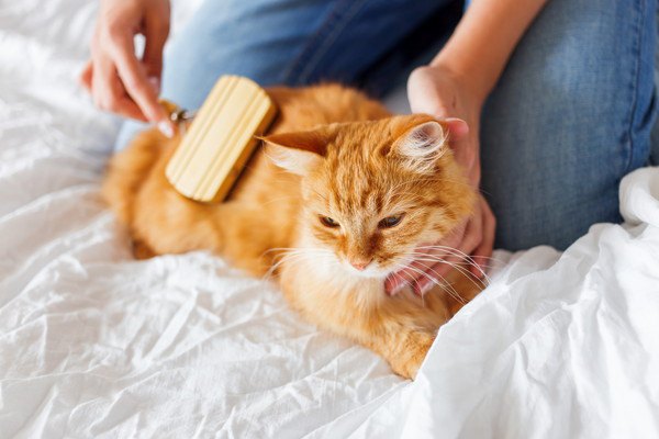 猫がブラッシングを嫌いになる5つの原因、対策、おすすめ商品
