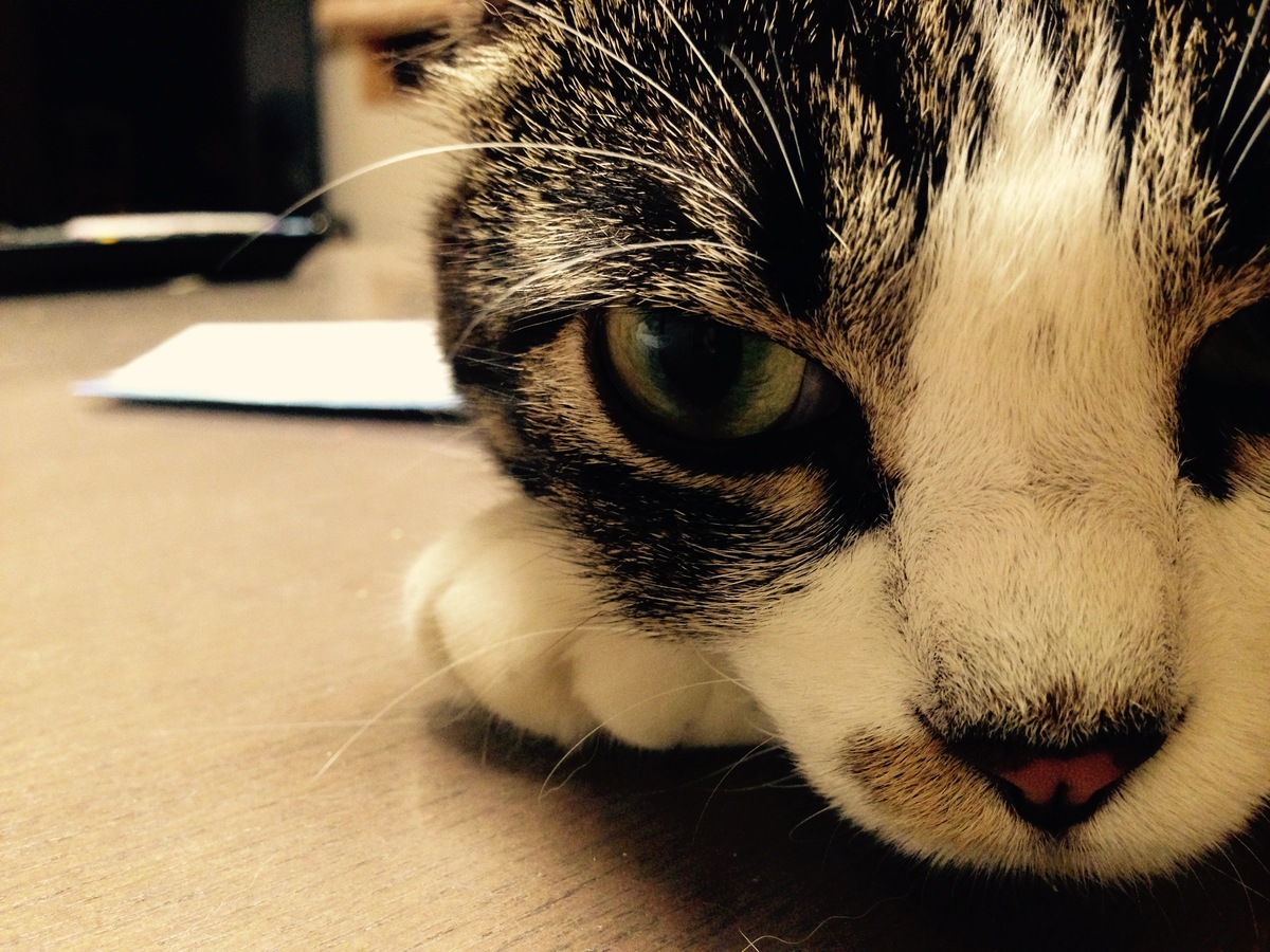 猫の目が腫れる病気5つ！その原因や症状、治療法