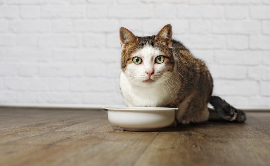 猫のご飯はお家のどこであげるべき？食べやすいと感じる6つの場所
