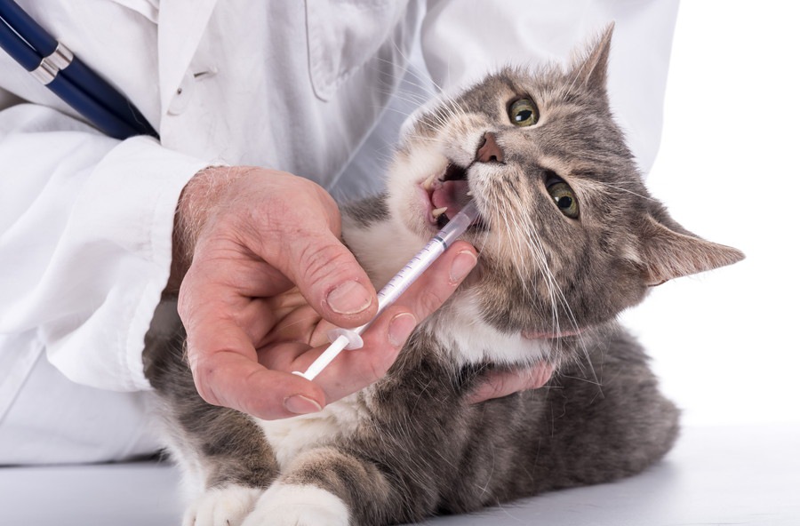 猫の口内炎の原因と症状やその治療法