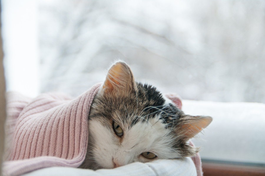 冬の時期気をつけたい猫の病気3選