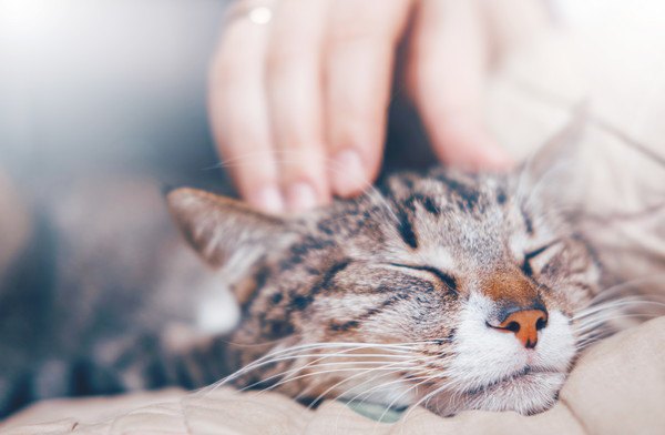 寝てる猫を撫でても大丈夫？『触っていいよ！やめて！』のサイン10つ