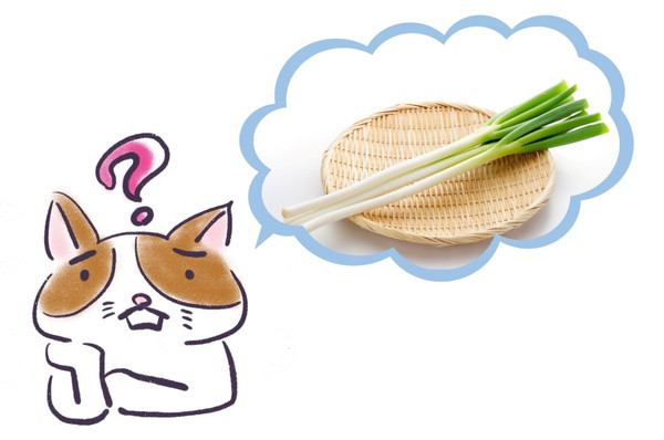 猫にネギを与えてはいけない！食べたときの症状と対処法を解説！