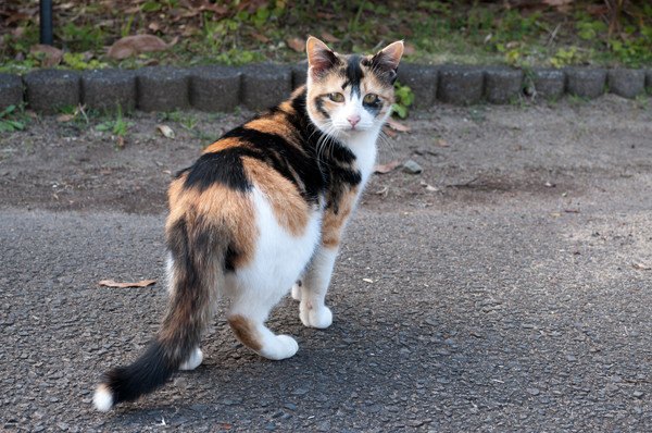 猫好きさんが多いのはどの国？気になる日本の順位は！？
