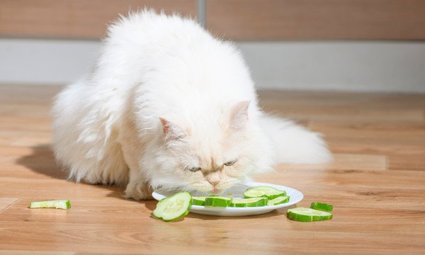 猫はきゅうりを食べても大丈夫？与える時の注意点やきゅうりを見て驚く理由を解説！