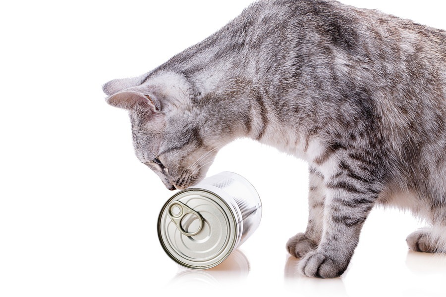 猫に缶詰の食事を与える効果と注意点！