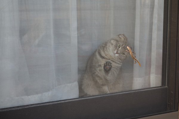 いつも窓際にいる猫の５つの気持ち