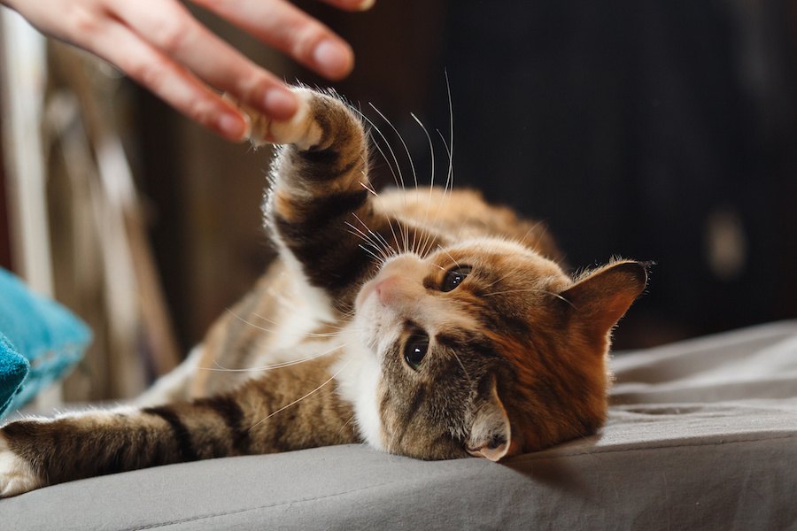 猫の気分がコロコロ変わるのはどうして？４つの理由