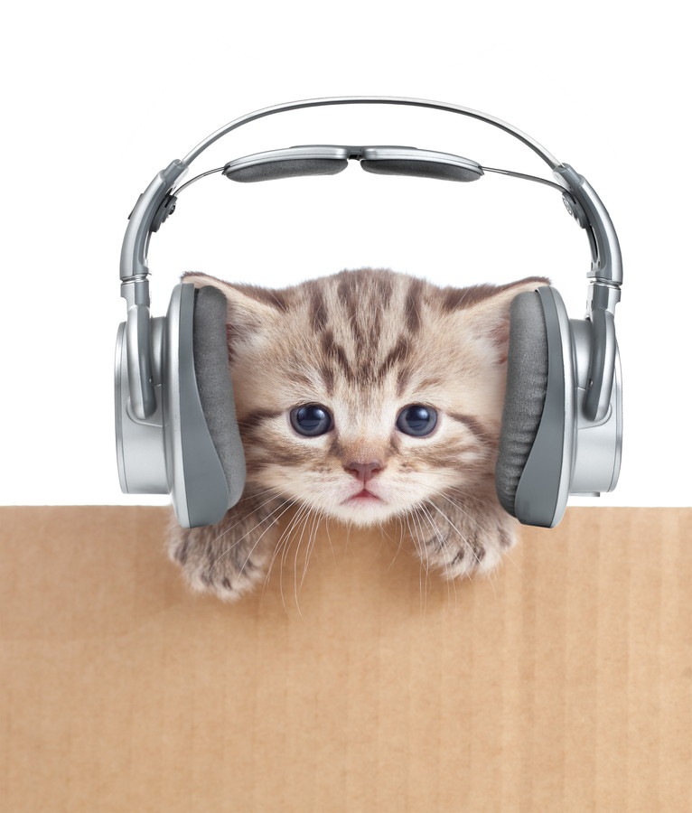 猫が反応する音6つ！その特徴と活用したアプリ