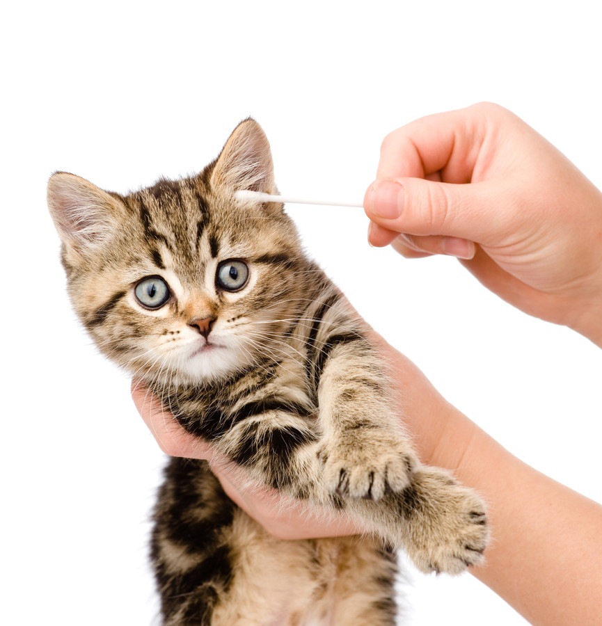 猫にオリーブオイルを与えても大丈夫？与える際の注意点や効果について