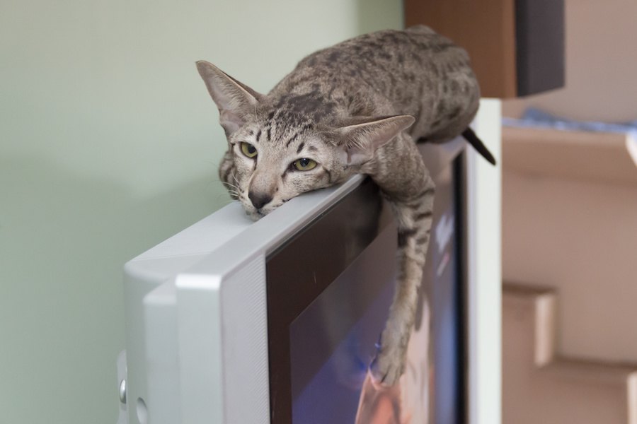 テレビを猫から守る！イタズラ対策４選
