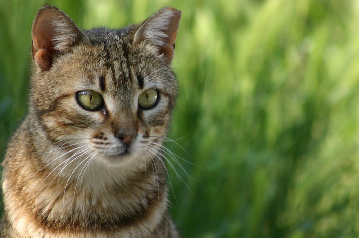 猫の目やにが赤い時の原因や考えられる病気、対処法
