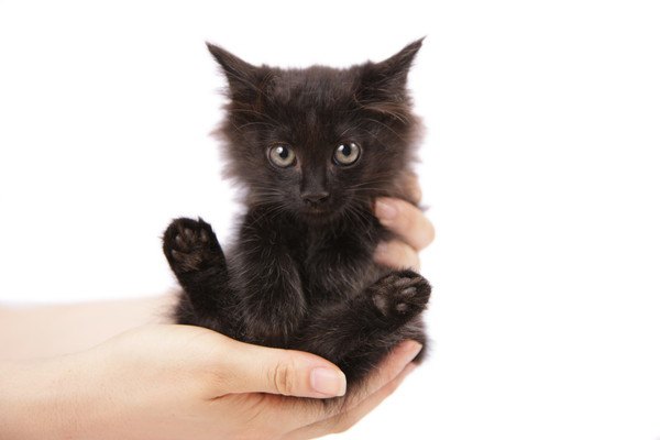 黒猫がかわいい6つの理由