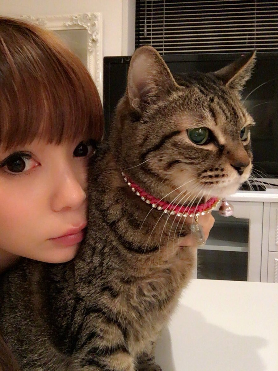 しょこたんこと中川翔子さんは猫好きで有名！飼っているニャンコまとめ