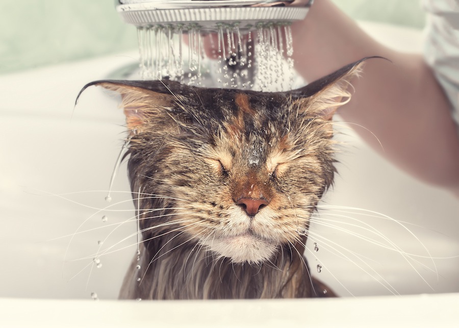 猫がシャワーを嫌がる時の5つの対処法