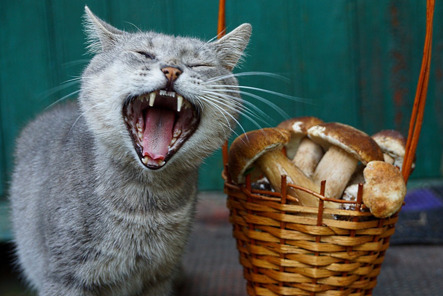 猫はしいたけを食べれる？効果や与え方について