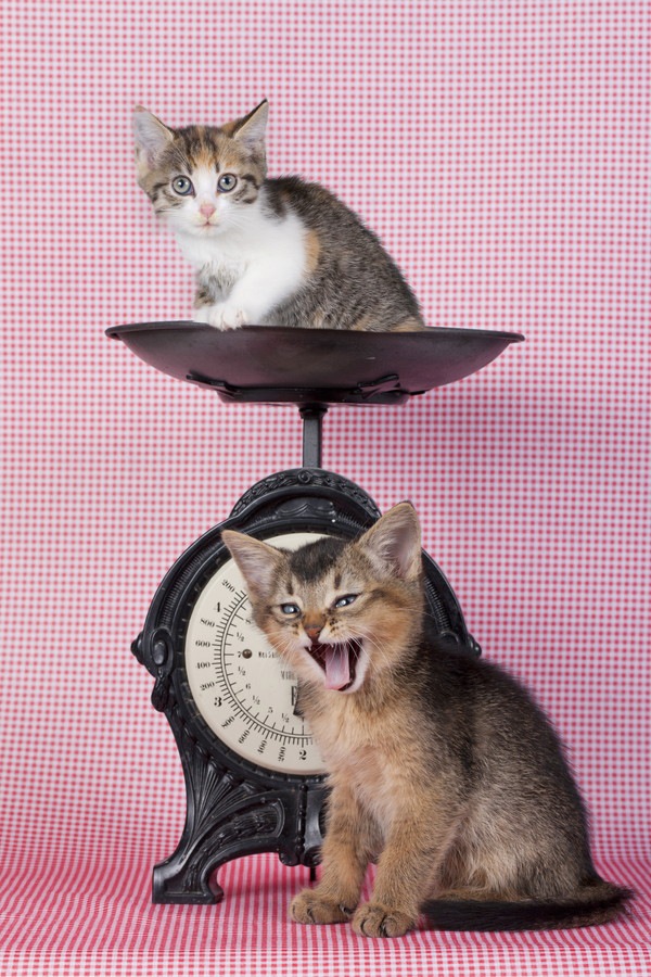 子猫の体重を月齢ごとに紹介！測り方や適した餌の量