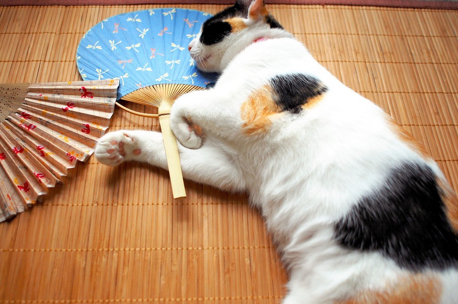 まだ行ったコトにゃい！？にゃんこ好き大集合な『猫フェス』が熱い！【浅草・神楽坂・吉祥寺】