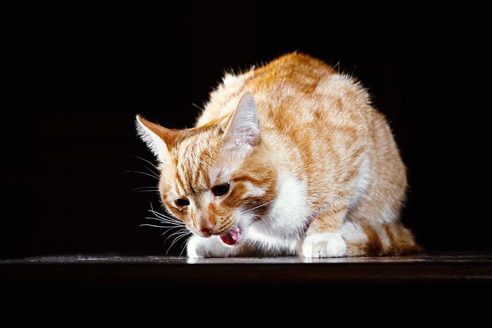 猫がゴキブリを食べた時の対策とホウ酸団子の恐ろしさ