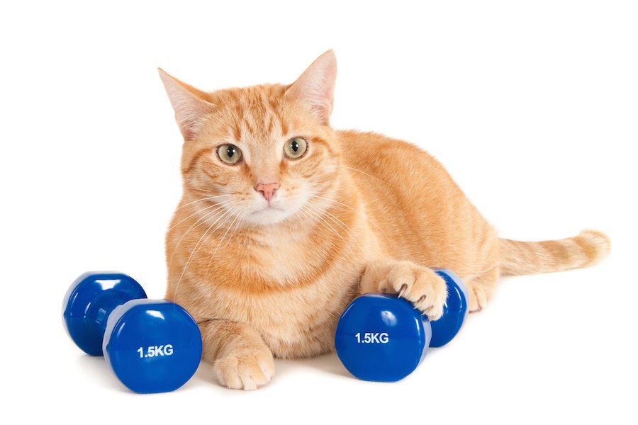 猫の筋力が低下する5つの理由やリハビリの方法