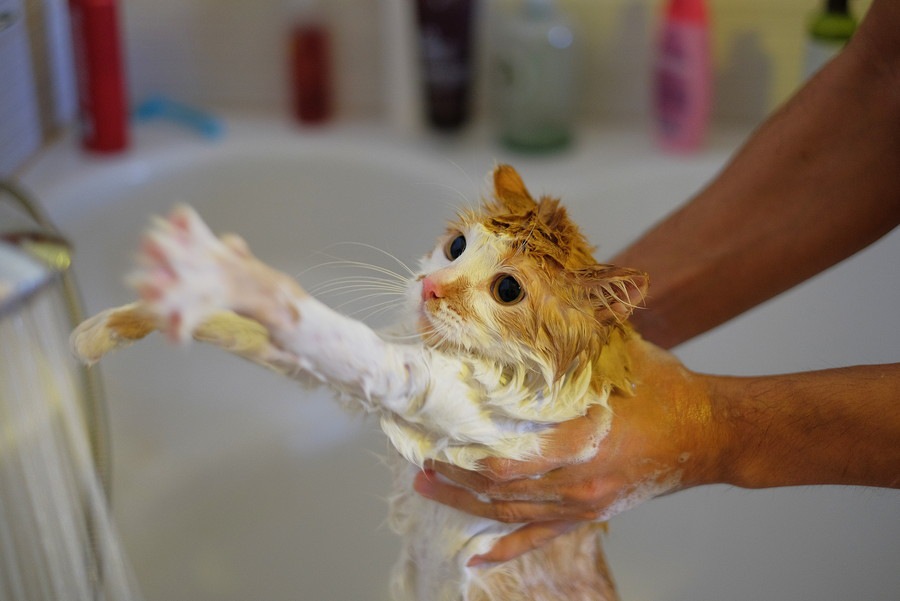 猫をお風呂に入れる頻度はどのぐらい？入れる時に注意する事