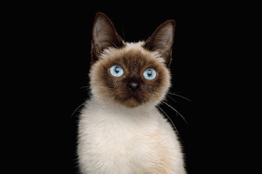 世界最小の猫「スキフトイボブテイル（トイボブ）」性格や飼い方