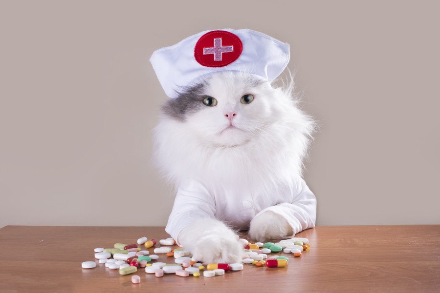 猫が感染病になったときの症状や原因、治療の方法