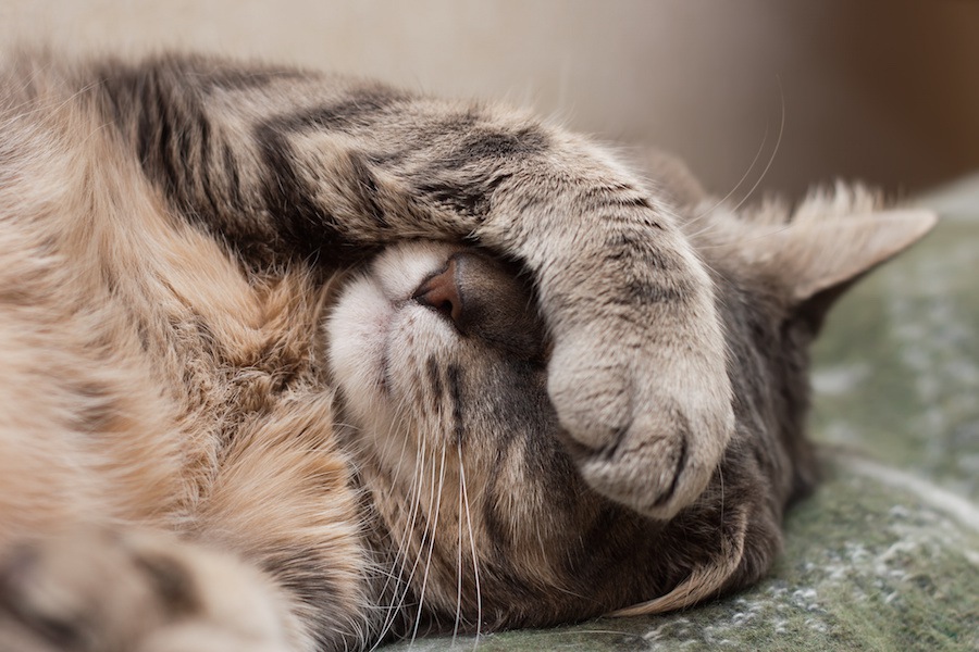 猫の寝すぎは病気？睡眠時間やたくさん寝る理由は？