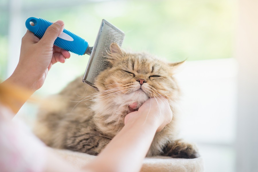 猫の毛が抜ける理由や対策、お掃除に便利な商品まで