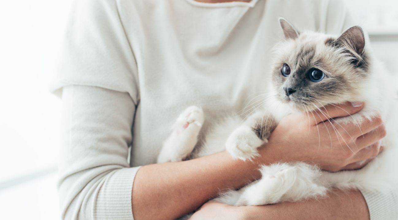 猫のお尻が臭い原因と肛門腺の対処方法
