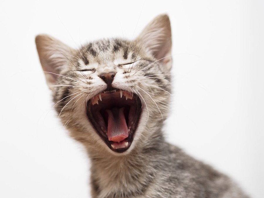 猫が「敵」と感じてしまう人の７つの特徴