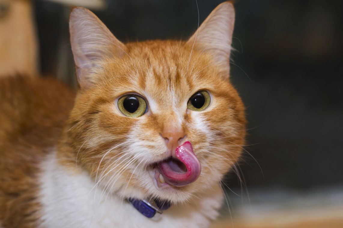 猫はエビを食べても大丈夫？食べたがるときの対策を解説