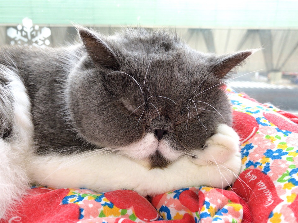 猫の鼻水が出る原因と対処法、治療の方法まで