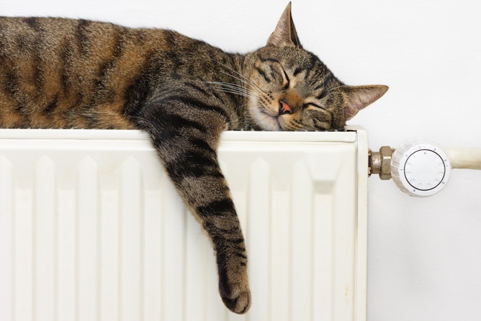 猫が寝る場所を選ぶ理由とその快適な温度
