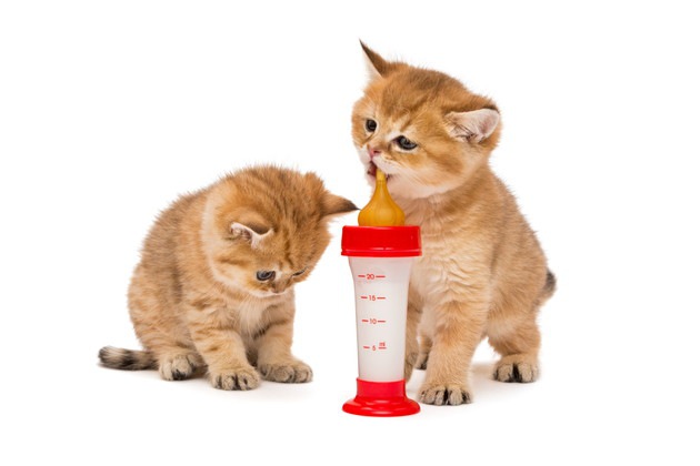 「子猫のミルクの飲ませ方」与える時間や量、作り方から注意点まで解説