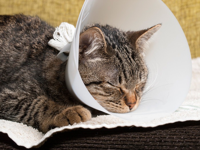 猫のヘルニアの種類と症状、治療法について