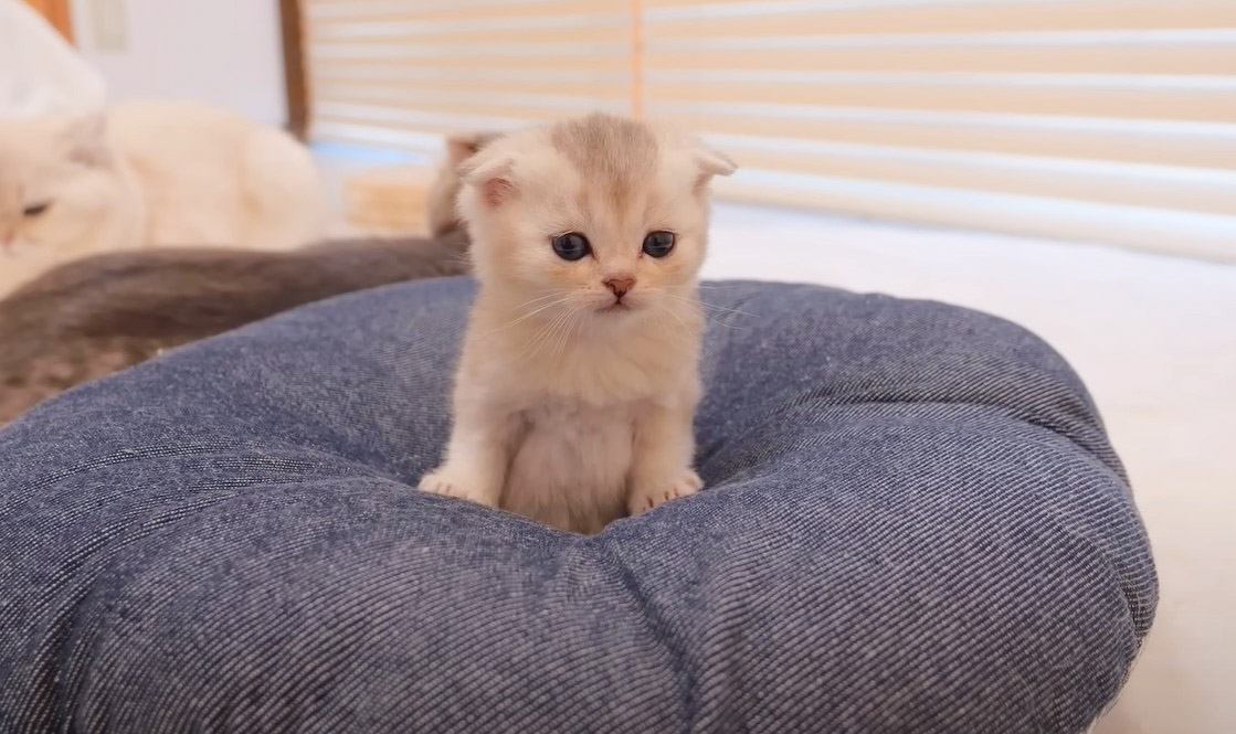子猫たちにベッドをプレゼントした結果…お礼を言うかのように 