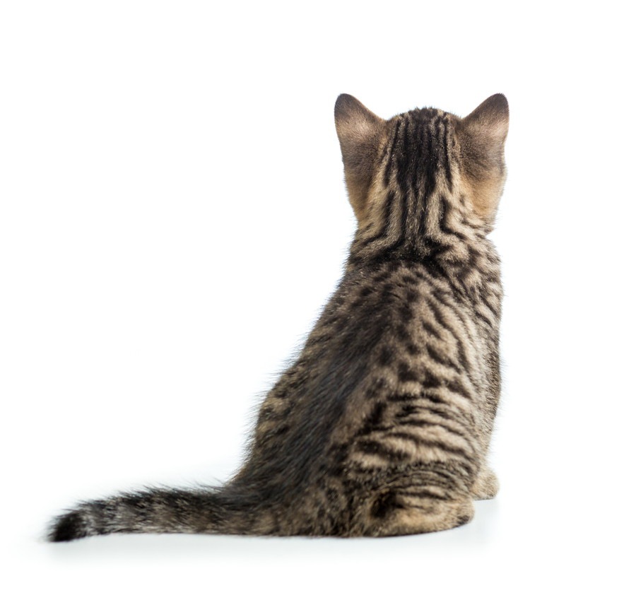 猫が尻尾の付け根を叩くとお尻を上げる理由！触る際の注意点などを解説