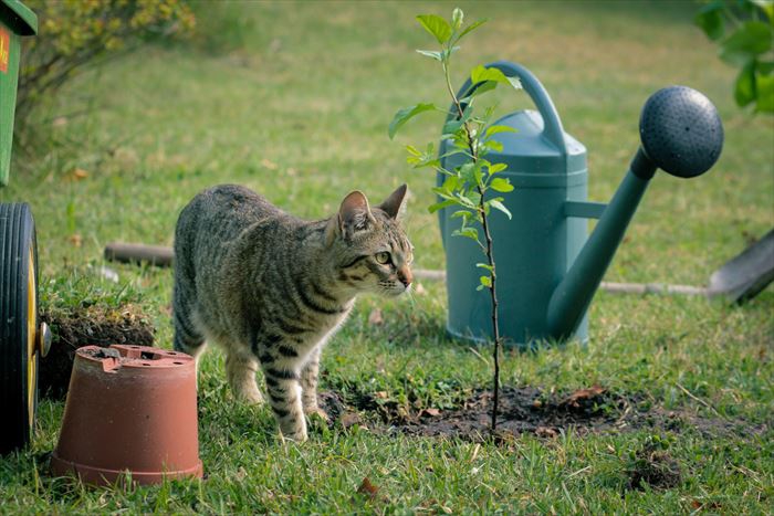 野良猫に庭を荒らされる！巷で噂の対策方法「メリット・デメリット」