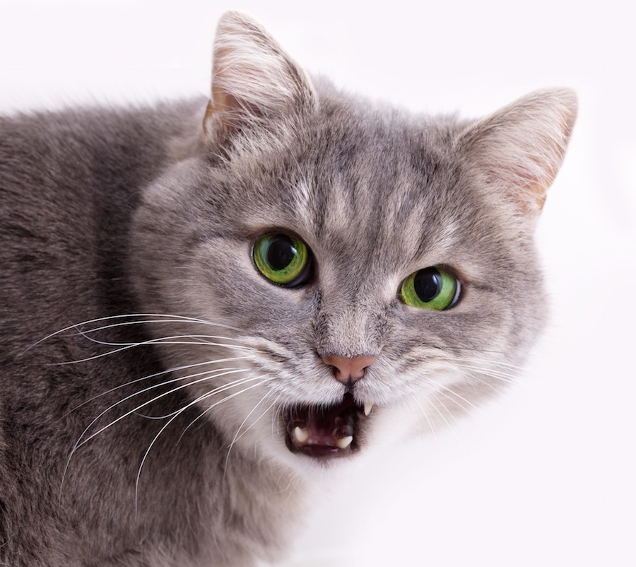 猫の口から牙がはみ出てるのは大丈夫？