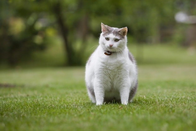あなたの猫も実は肥満かも…猫の体脂肪率を測る方法