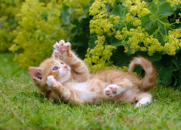猫のかわいい画像を無料で楽しめるおすすめサイト３選