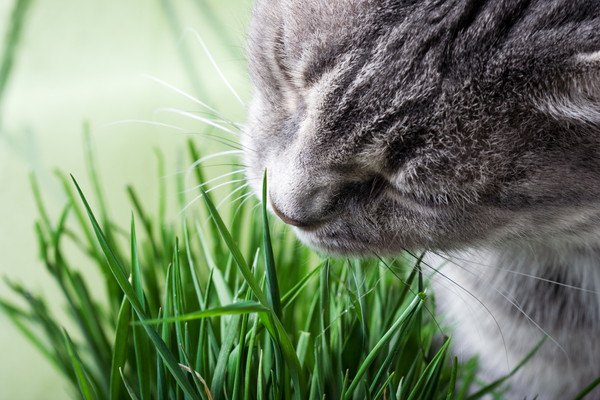 猫が布を食べるウールサッキング　原因と対処法