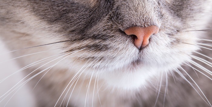 猫が匂いを嗅ぐ時の心理