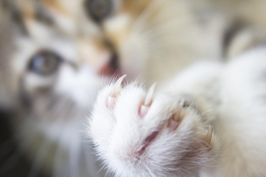 子猫の爪切りを始める時期、頻度、注意点