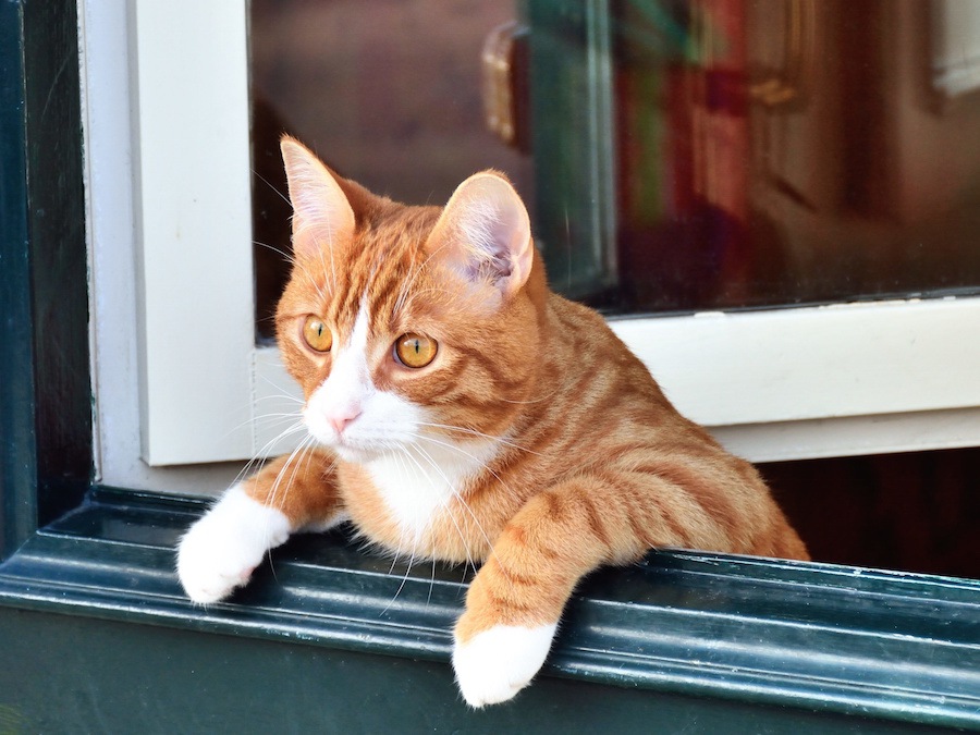 ワンルームで猫と快適に暮らすための７つの方法！