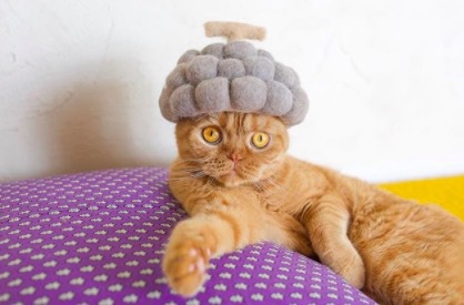 ねこかぶりとは？猫の抜け毛帽子のかわいい画像集！